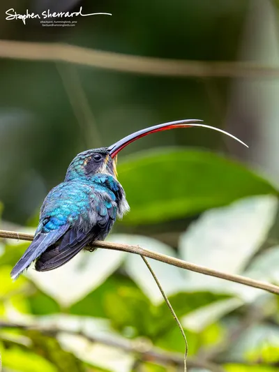 Hummingbirds of Costa Rica